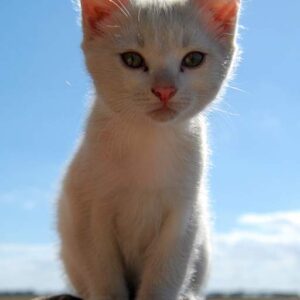 A fuzzy kitten staring into the camera
